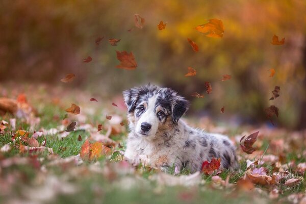 Cachorro jugando con follaje de otoño