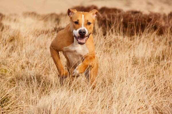 Der Hund läuft im Sommer über das Feld