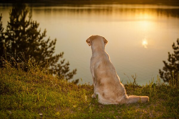 A dog on the shore of the lake looks into the water