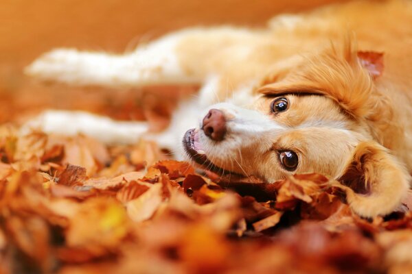 Perro feliz entre las hojas de otoño