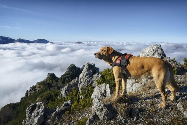 Un perro en una montaña alta Mira las nubes