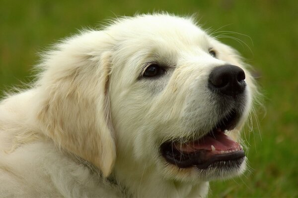 Golden Retriever regarde au loin