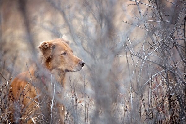 Un perro entre los árboles busca algo