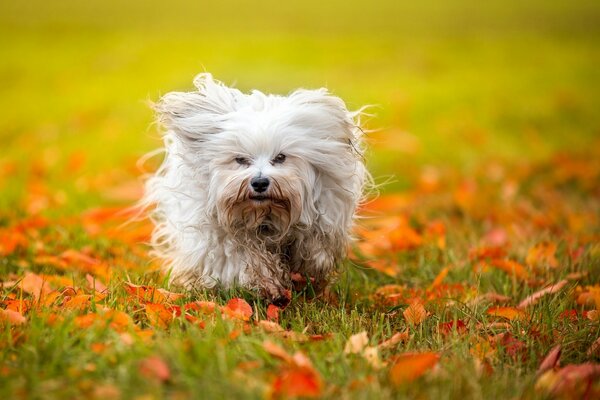 Ein zotteliger Hund läuft über das Gras