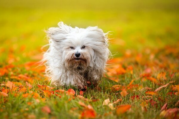 Perro peludo corriendo sobre la hierba