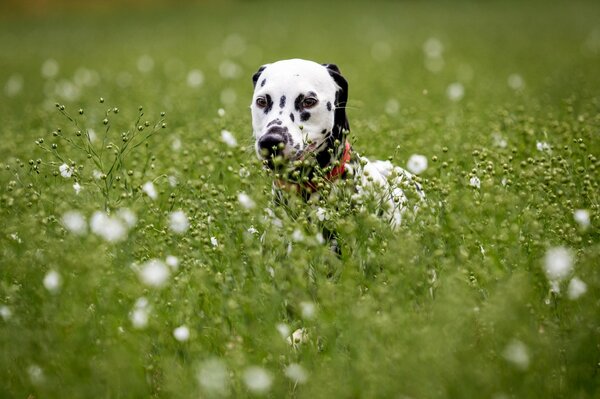 Carta da parati cane dalmata nell erba