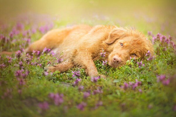 Ein roter Hund ruht in Blumen auf einer Wiese