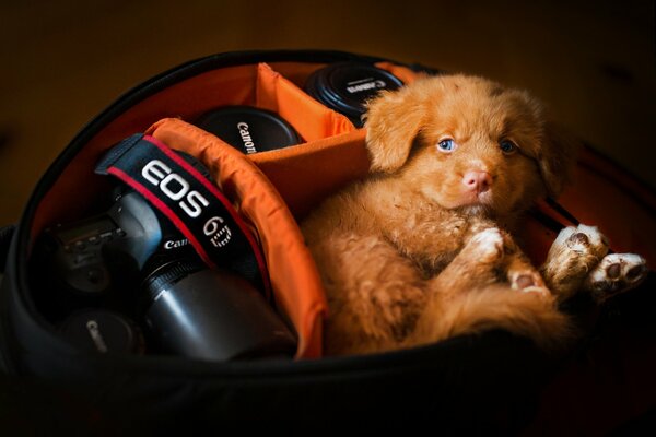 The puppy of the Nova Scotia retriever lies in the camera case