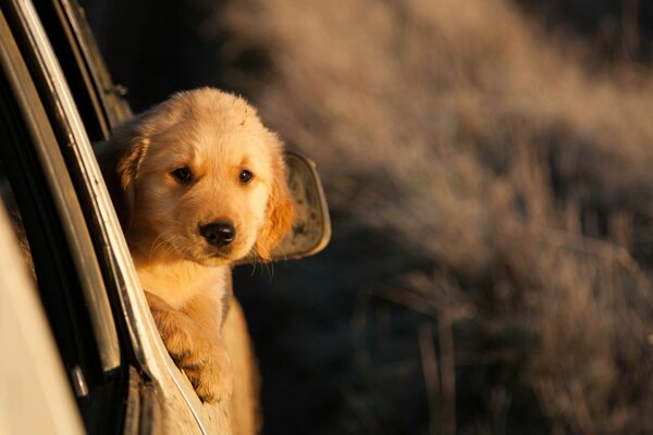 Cachorro pelirrojo mirando desde el coche