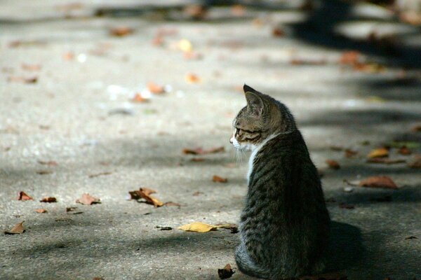 A little kitten is sitting in the middle of the street