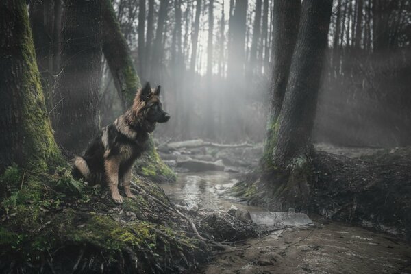 Schöner Schäferhund im nebligen Wald mit Sonnenstrahlen