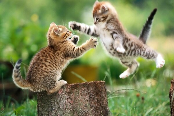 Dos pequeños gatitos jugando en un tocón de árbol