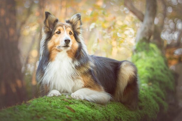 Perro Collie en un árbol. Retrato