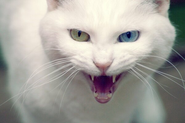 Eine weiße Katze, die unterschiedliche Augen hat und ihren Mund offen hat