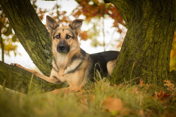 Der Blick des Hundes am Baum. Deutscher Schäferhund