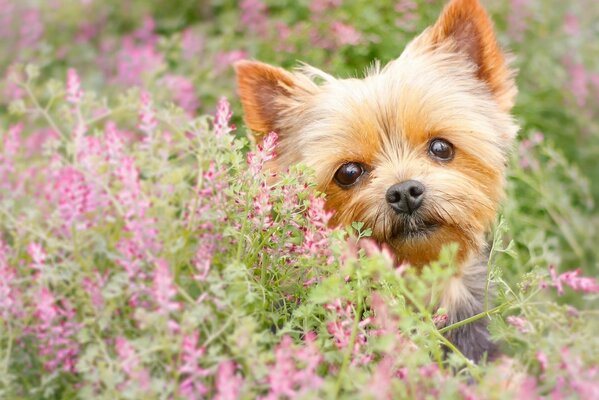 Yorkshire terrier around flowers looks at the camera