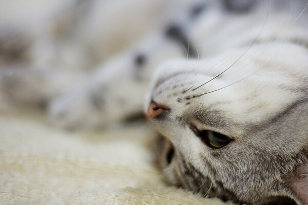 Gatto soriano con lunghi baffi