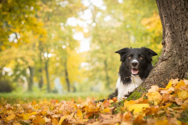 A dog is resting in the autumn foliage by a tree