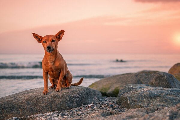 Waiting for a friend and a friend at sunset