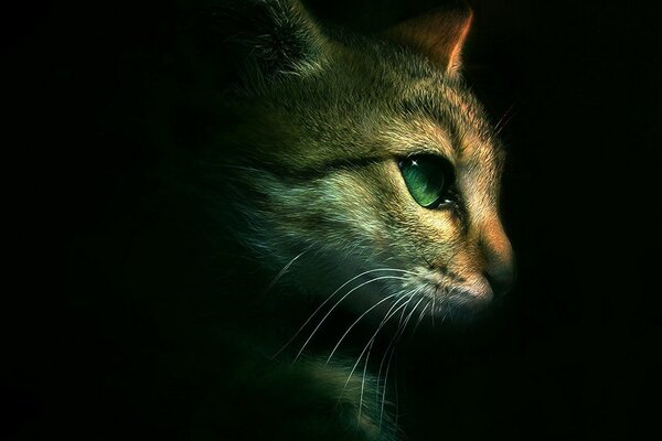 Cat with green eyes, profile picture, minimalism style