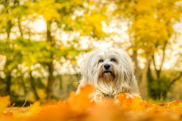 Perro en hojas de otoño