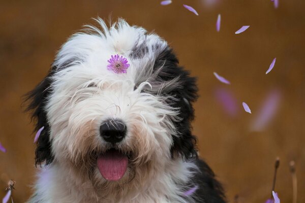 Die Schnauze eines Hundes mit einer Blume und Blütenblättern