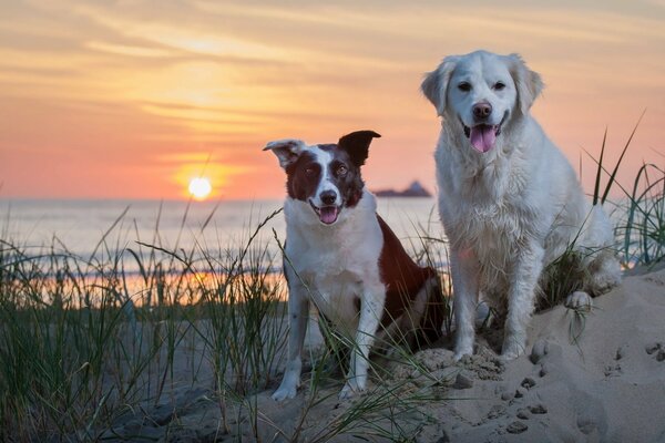 Two dogs watch the sunset by the sea