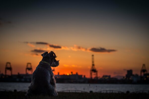 A terrier dog looks at the sunset over the horizon