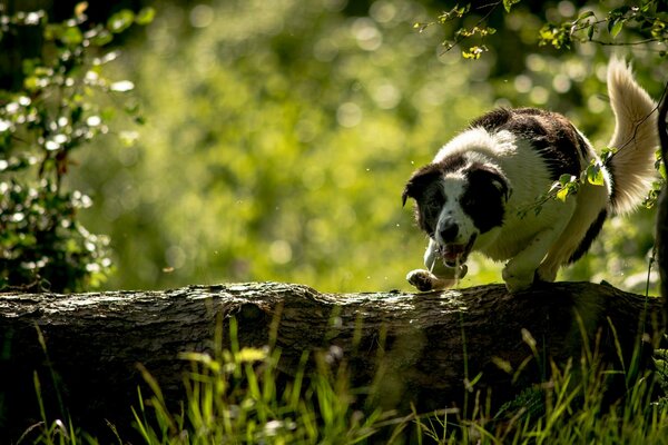 Der Hund auf dem Baumstamm ist fröhlich