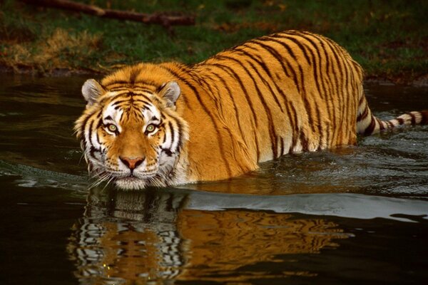 Una grande tigre entra in acqua