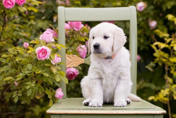 Puppy. Roses. A dog on a chair