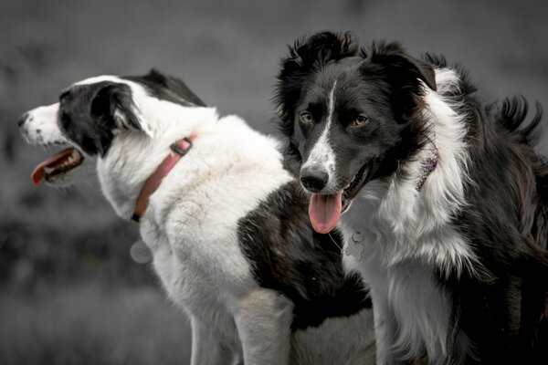 Les chiens dans les colliers ont sorti leurs langues