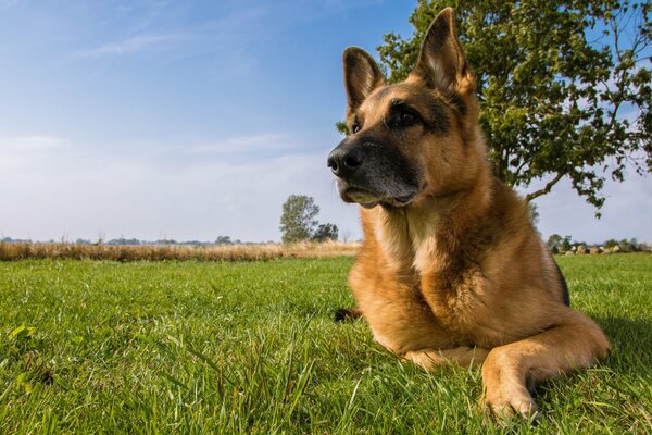 A German shepherd is lying in a meadow