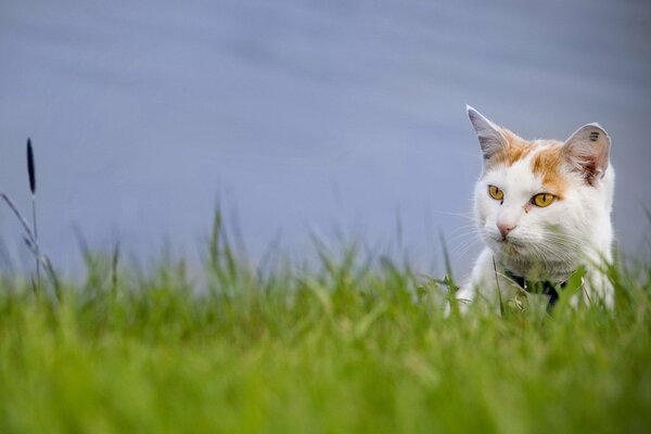 The cat is sitting in the green grass