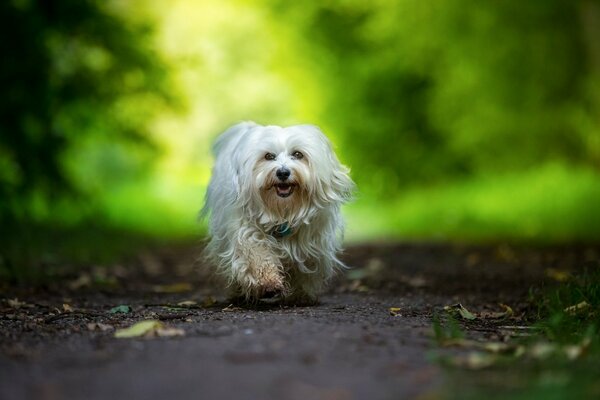 Ein Hund geht allein im Wald spazieren. Guter Hund