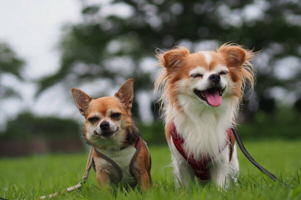 De tels chiots créeront toujours une atmosphère