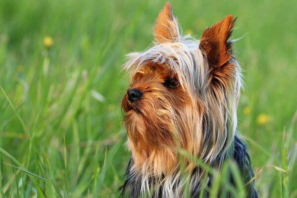 Kleiner Hund im grünen Gras