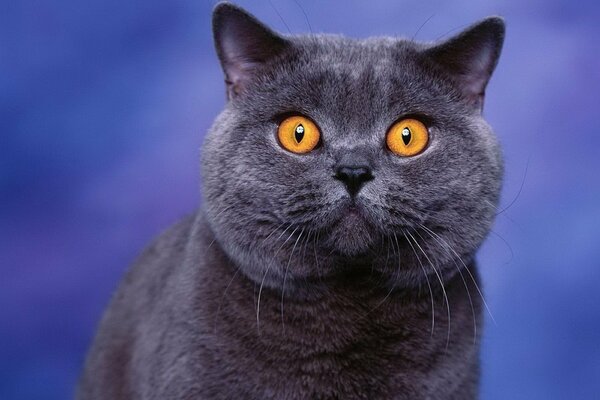 Terracotta eyes of a British breed cat