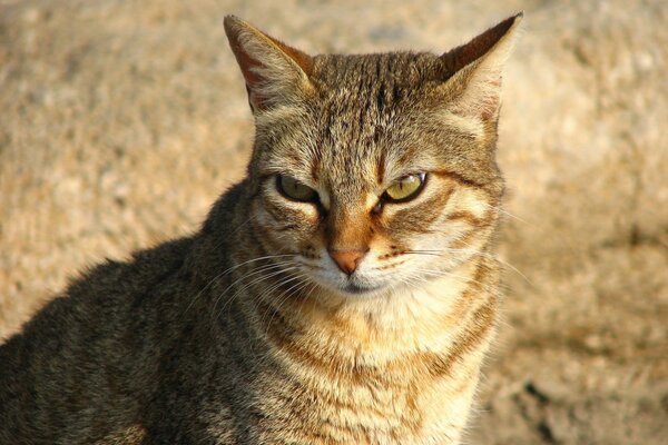 An impudent asshole with red eyes, an angry look