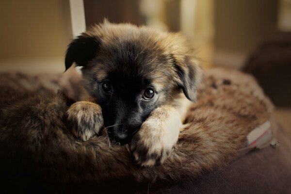 A puppy on a pillow with a cute look