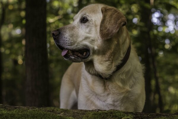 Der intelligente Blick des Hundes, wohin man auf jemanden wartet