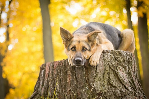 Schäferhund im Wald auf einem Hanf