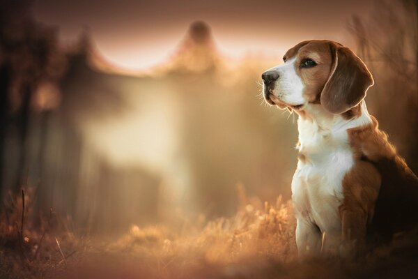 Niedlichen Hund Porträt bei Sonnenuntergang