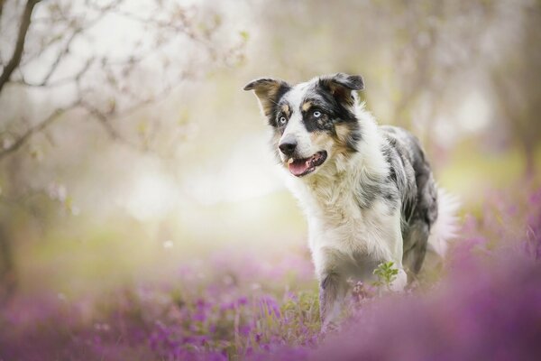 A dog on a background of lavender flowers
