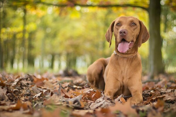 Herbstfoto der ungarischen Presse