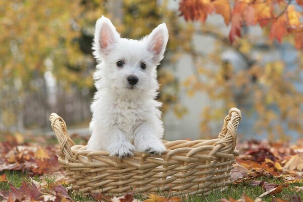 Hund im Korb auf herbstlichem Hintergrund