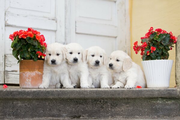 Quattro cuccioli sotto il portico con fiori