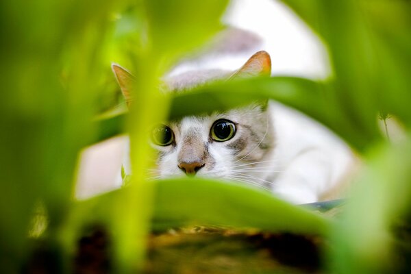 Ein Katzenjäger hat sich unter grünen Blättern versteckt