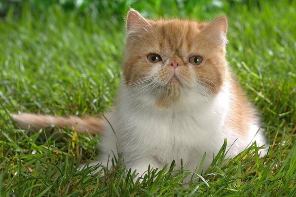 A red-haired kitty on the green grass