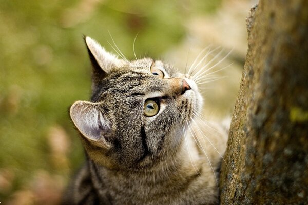 Eine Katze klettert auf einen Baum